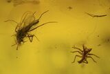 Fossil Dance Fly (Empididae) & Diptera In Baltic Amber #81732-1